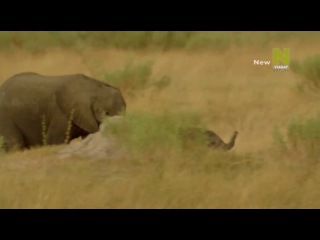 the underwater world of the okavango delta (2014) p | love