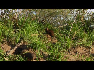 secrets of the planet earth. wild south africa. safari /wildlife south africa: safar/ 2012