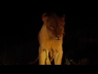 wild south africa. big five 2012