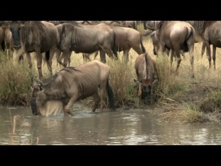 amazing africa / amazing africa (2013)