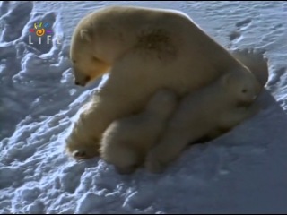 ice worlds. life on the edge of the earth