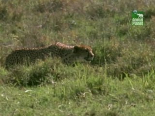 cheetahs: fast track to freedom. bbc