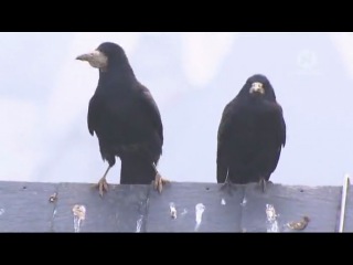 discovery - crows - winged pranksters