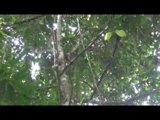 secrets of the planet earth. amazing rainforest: south america / fascination rainforest (2012)